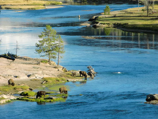 Die Bisons am Yellostone River in der Abendsonne!!!
Ist das nicht wunderschön?