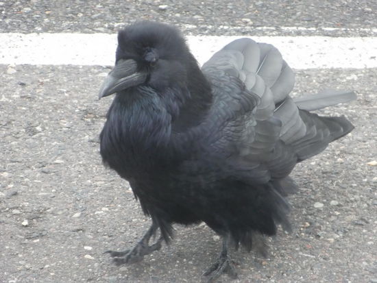 Raben mag ich auch sehr!!!
Der Kerl hier war ganz zutraulich; dachte wohl wir geben ihm etwas zu Fressen. Jedenfalls hatte er wie man gerade auf dem Foto sieht schon 'Schluckauf'!!!