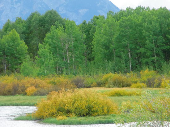 Eindeutig schon Herbst im Grand Teton NP