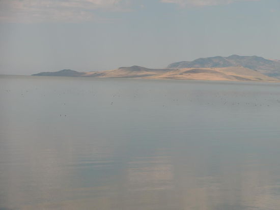 Antelope Island   (24 km lang, 8 km breit)
Abends sind wir den Pfad auf dem CP zum Klo gegangen und Gregor fragte:'Müssen wir eine Lampe mitnehmen falls es hier Krichzeuggibt!'
Iwoh! Die hätten eine Infobroschüre gehabt als Warnung!
Nur war die Broschüre gerade vergriffen gewesen - Am nächsten Tag war sie wieder zu bekommen und da las ich, daß man stolz darauf ist daß es hier keine Klapperschlangen gibt - nur drei Arten von Ungiftigen!
Prima - ich hatte ja Flip-Flops an (Flopp, flopp, flopp!)
'Du weißt aber das Schlangen taub sind?' erinnerte mich Gregor!
Und wenn schon - dafür habe ich ja Dich mit Deinen Gore-Tex Schuhen hinter mir!
Wer kam auf die Idee, daß Gore-Tex-Schuhe ideal für die ganze Tour hier sind?
Nach 10 Stunden und 35 Grad - zieh' die dann mal aus!!!!!!
Eigentlich dürften wir gar keine Mücken im Auto haben!!!