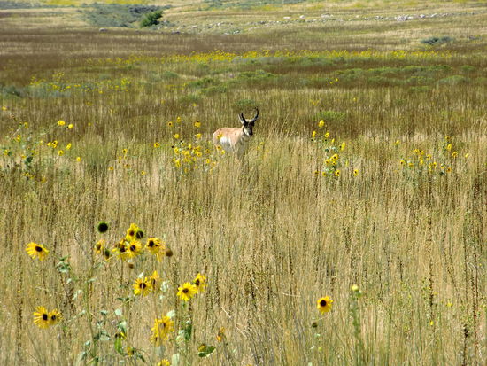 Diese gelb blühenden Pflanzen - Art Sonnenblume? - gibt es auf der ganzen Insel und auch an den Autobahnen in Utah