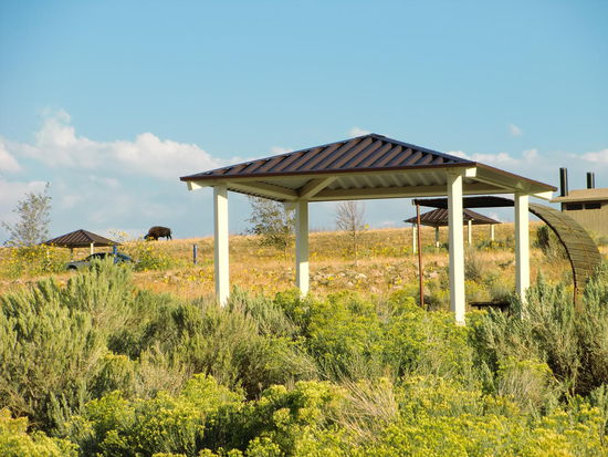 Bison nähe Campingplatz am Abend
