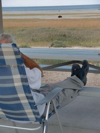 Bison beim Morgenspaziergang