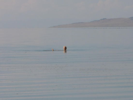 Gregor konnte sogar einen 'Toten Mann' spielen dank des hohen Salzgehaltes - das kann er sonst nicht!
Ich konnte - wie damals im Toten Meer- auch hier nicht Brustschwimmen da mir immer die Füße aus dem Wasser ragten - sah ganz blöd aus!
Gregor meinte hier sei eine Strömung zu bemerken!
Oh nein - dann schwimme ich lieber wieder ans Ufer!
Brauchst Du nicht - bei dem Salzgehalt geht man ja nicht unter! Und außerdem kannst Du doch hier stehen!!!
Stimmt - hatte ich ganz vergessen! Das Wasser reichte mir nur bis zum Oberschenkel da es ganz langsam seicht tiefer ging und ich keine Lust mehr hatte durch die Shrimps zu waten!