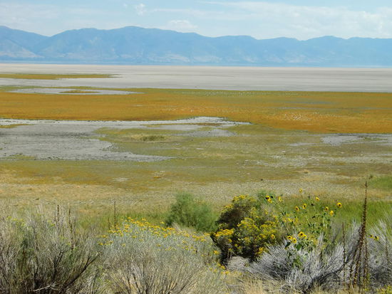 Der See führt unterschiedlich viel Wasser
Z.Zt.fanden wir ihn sehr wenig gefüllt. Vorne sieht man schon Pflanzen die wohl einen dauerhaften Platz hier gefunden haben!