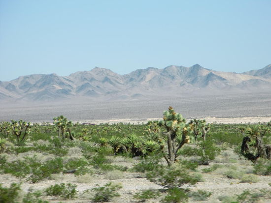 Nur kurzes Buschwerk und ab und zu, mehr oder weniger häufig, Joshua-Trees und Yucca-Palmen