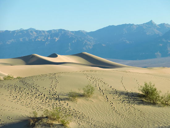 Viele Spuren - aber alle haben anscheinend vorher aufgegeben und die große Düne nicht bestiegen!