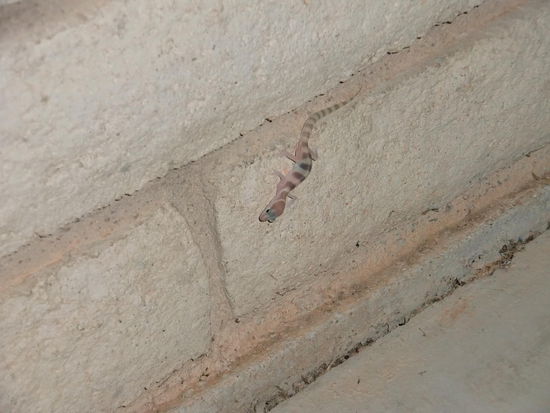 Nun ja - Gregor war im Männer-Waschraum nicht allein!