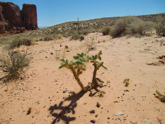 Hin- und Rückweg zur Wave durch Wüstensand und stachelige Gewächse
