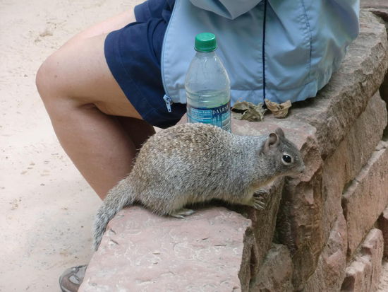 Die kleinen Squirrel waren mehr als zutraulich!
Dieser hier erwartete wohl mehr als eine Flasche Wasser!
Wenn man nicht aufpasste trat man auf den Wegen fast auf sie drauf!
Sie blieben einfach immer sitzen; egal wie viele Schuhe um sie herum liefen!