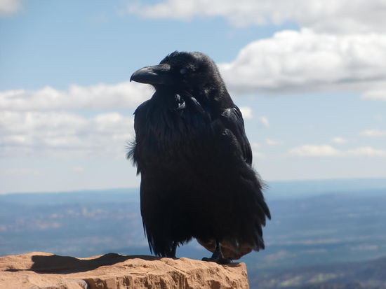 Der Rabe sah einmalig süß aus, so vom Wind zerzaust!