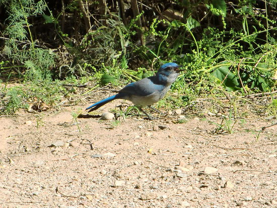 Der süße wunderschöne blaue Vogel hüpfte um unser Auto herum und war der einzige Lichtblick an dem verdorbenen Nachmittag für mich heute!
Gregor war beschäftigt und wechselte die Glühbirne des Scheinwerfers aus da wir in Moab ein Auto-Ersatzteile-Gechäft fanden und dort ein Ersatzlämpchen für ca. 17$ kaufen konnten!