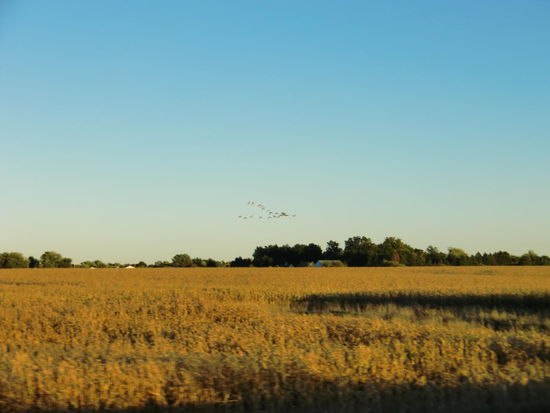 Gänse ziehen übers Land! Und wohin?