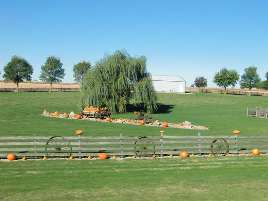 Aber so ganz normal ist diese Kürbis-Massendeko auch wieder nicht, oder!?