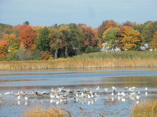 Das Hitnerland der Küstenstrasse bot nicht nur den protzigen Villen einen schönen Platz, sondern auch den Vögeln und wir konnten  noch   einmal die bunten Blätter der Bäume genießen!