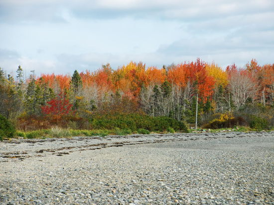 Eine kleine Gruppe schöner herbstlicher Bäume am Strand!