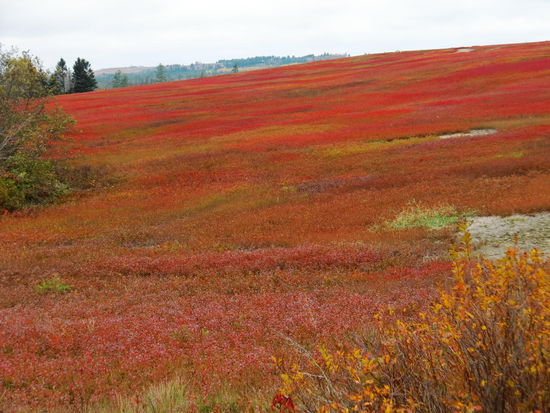 Mittwoch, 16.10.
Morgens war dichter Nebel in Ellsworth und so entschlossen wir uns zur Weiterfahrt um irgendwo idyllisch am Hafen zu stehen und den Fischern beim Ausladen ihrer Hummernfänge zuzusehen!
Ich hatte das Bild von der Krimiserie 'Mord ist ihr Hobby' im Kopf. Auch wenn hier nicht gedreht wurde,  sollte doch Maine nachempfunden worden sein!
Jedenfalls ein kompletter Reinfall!
Wir sind dreimal Rundkurse Richtung Meer gefahren und haben nur ab und zu das Wasser gesehen; sonst fährt man km-lang durch Laubwald mit Häusern rechts und links.
Nur  die wunderschönen farbigen Felder waren einmalig!!!!!!
Irgendwie Heidekraut oder auch Tundra!? Keine Ahnung! Der Boden war jedenfalls sandig!
Die Farben waren ein absolutes Highlight!
Sonst gab es nichts hier zu sehen!