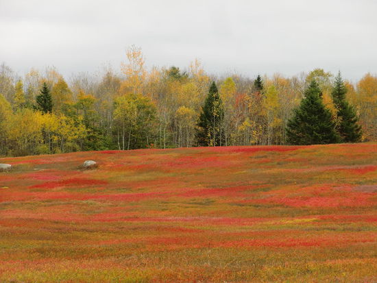 Ein wenig Indian Summer war auch noch zu sehen.
Das ist schon schwierig:
1) muß man die absolut beste Zeit dafür erwischen
2) muß man die Routen kennen wo man den Indian Summer am Schönsten erleben kann
3) braucht man dazu unbedingt SONNE!