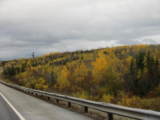 Die gelb-grüne Herbstfärbung in Kanada gefiel uns auch sehr gut!