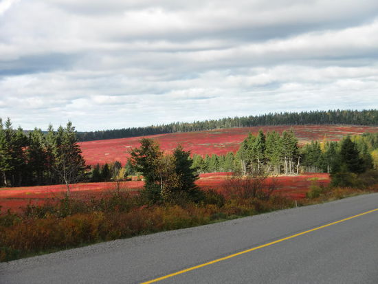 Und noch einmal weil es so schön ist: Ein Cranberry Feld!
Unsere Weiterfahrt nach Halifax fand bei schönem Sonnenschein statt und wir konnten den herbstlichen Eindruck in Niva Scotia voll genießen. Hier sollte man wirklich im Herbst umherreisen - sieht viel schöner aus als im Sommer wenn alles nur grün ist!
Aber daß man sogar die Picknickplätze mit einer Schranke versperrt weil Saisonende ist, fanden wir einfach unmöglich. Nicht einmal eine Pause kann man einlegen; da bleiben nur die Einkaufscenter mit dem unvermeidlichen Tim Hortons!
