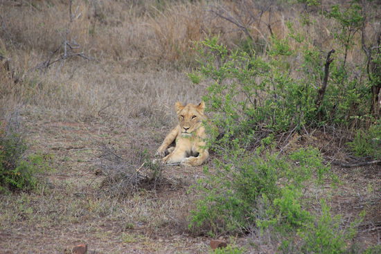 Unsere erste Raubkatze