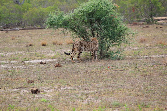 Die Gegend um das Satara Rest Camp ist Raubkatzen-Gebiet