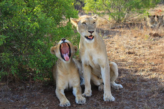 Die Löwinnen auf der Lauer