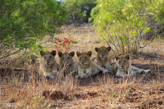 Auch die Rasselbande hält aufmerksam Ausschau