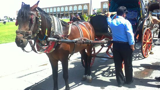 Droschkenpferd mit Kutscher auf dem Meyden-e Emam in Esfahan.