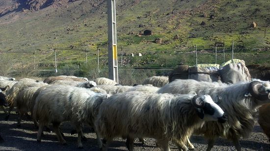 Schafherde am Aras Grenzfluss bei Jolfa. Der Aras entspringt in der Nähe von Erzurum in der Türkei, fließt am biblischen Berg Ararat vorbei, mündet in die Kura bei Sabirabad und fließt in das Kaspische Meer.