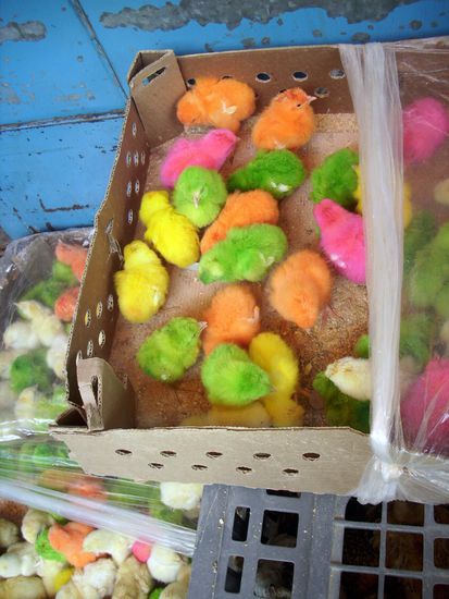 Bunt eingefärbte Küken auf dem Basar in Hamadan, ein kurioser Anblick. Hoffentlich schadet die Farbe den Küken nicht.
