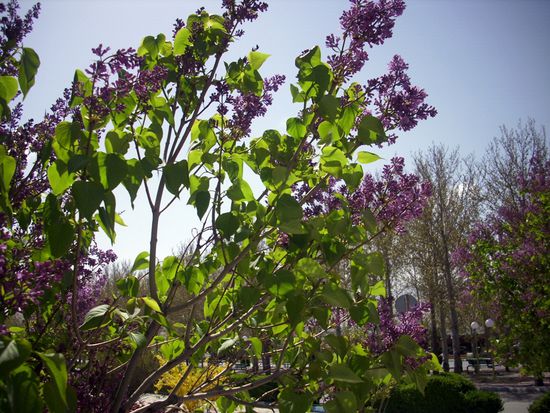 Fliederbusch im Park von Malayer. 7. April 2013