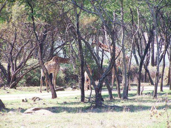 die Giraffenfamilie an unserer Lodge