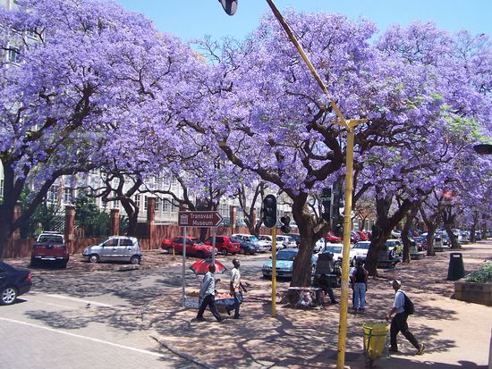 die Jakarandabaeume in Pretoria