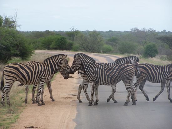 Zebras ueberqueren die Fahrstrasse