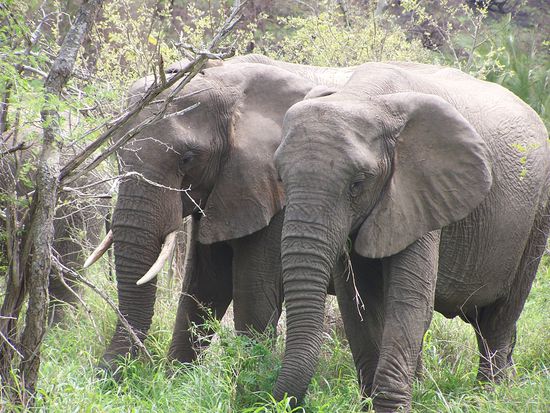 der Elefant gehoert zu den Big Five