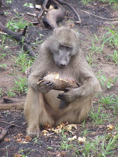 der Pavian aber nicht - guten Appettit