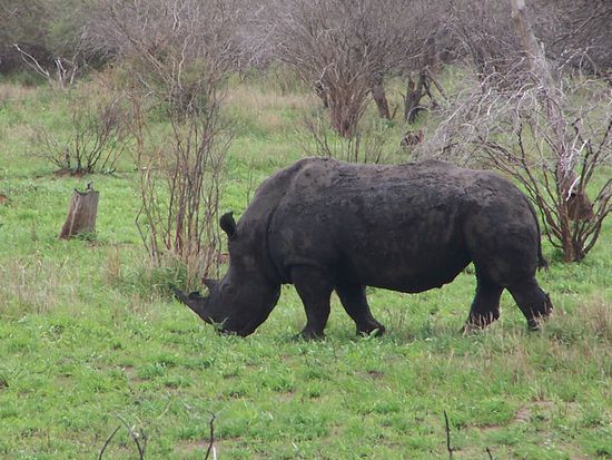 Das Sptizmaulnashorn, lief auch nicht weit von uns durcch den Park - 2. Big Five