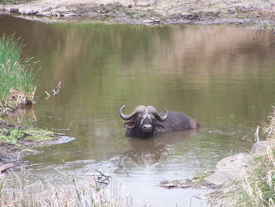 der Bueffel, 3. Big Five, nimmt ein Bad