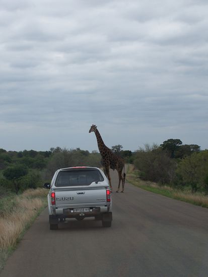 majestaetisch schreitet die Giraffe ueber die Strasse