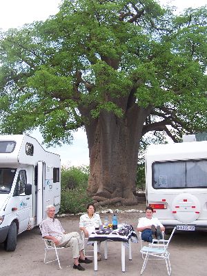 Kaffee unter dem Baobab Tree im Planet Baobab Camp