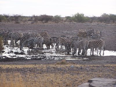 Zebras am Wasserloch im Etoscha Park