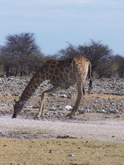 die Giraffe beim Trinken