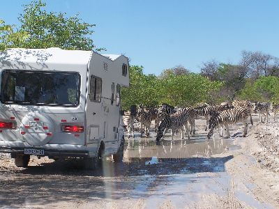 die Zebras nutzen die Loecher in der Strasse zum Trinken und wir muessen mit dem Auto da durch