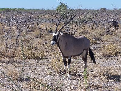 ein Oryx