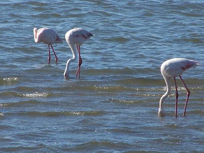 die Flamingos in Walvis Bay