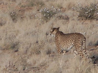 am fruehen Morgen begegnet uns der Gepard