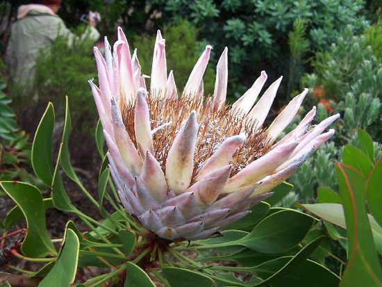 die Koenigsprotea im Botanischen Garten von Kirstenbosch