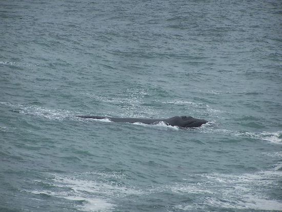 Wale in Hermanus