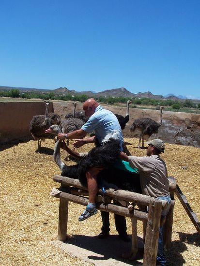 unser Herbert versucht es - er fiel auch nicht runter